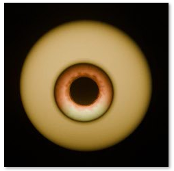 Cursed Amber — cream-yellow iris, orange pupil for Home Depot Rotten Parrot