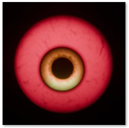 5 PRELOADED PARROT ANIMATIONS
► Cursed Amber — cream-yellow iris, orange pupil
► Rotwing Pink — pink bloodshot iris
► Dead Cataract — milky white cataract eye
► Blood Iris — red ring with purple center
► Crimson Web — deep crimson veiny web